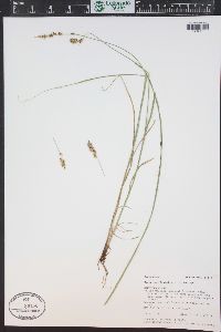 Carex occidentalis image