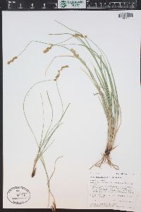 Carex occidentalis image