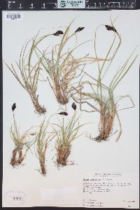 Carex chalciolepis image