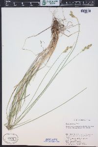 Carex petasata image