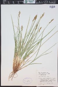 Carex phaeocephala image