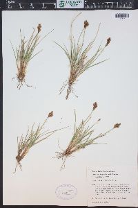 Carex phaeocephala image