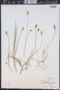 Carex praeceptorum image