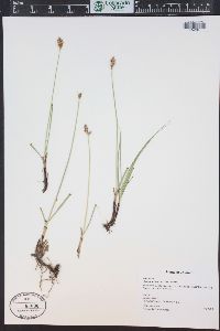 Carex praegracilis image