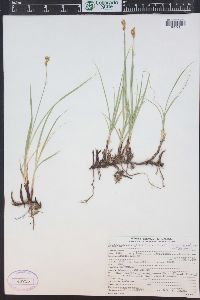 Carex praegracilis image