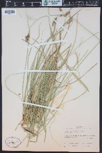 Carex praegracilis image