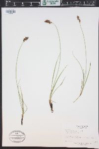 Carex praegracilis image