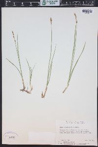 Carex praegracilis image