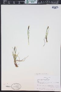 Carex scirpoidea image