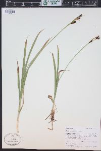 Carex raynoldsii image