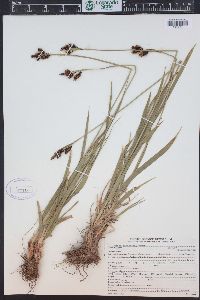 Carex raynoldsii image