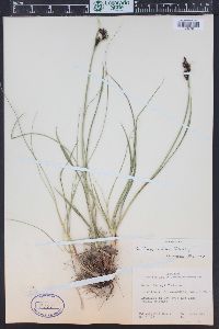 Carex raynoldsii image