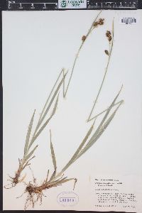 Carex raynoldsii image