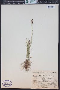 Carex raynoldsii image