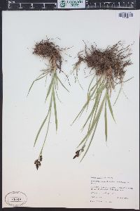 Carex raynoldsii image