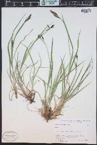 Carex raynoldsii image