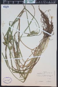 Carex retrorsa image