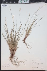 Carex rossii image