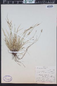 Carex rossii image