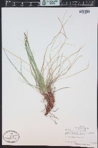 Carex rossii image