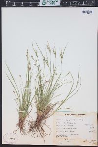 Carex rossii image