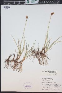 Carex scirpoidea subsp. pseudoscirpoidea image