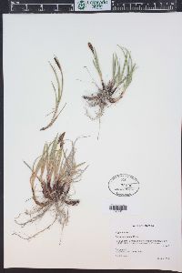 Carex scirpoidea image