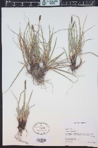 Carex scirpoidea image