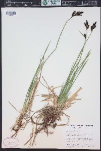 Carex scopulorum image