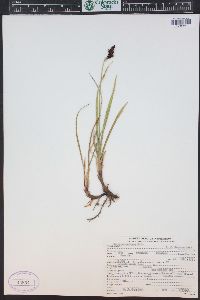 Carex scopulorum image