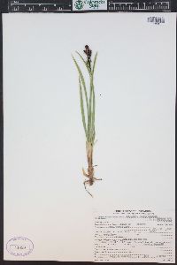 Carex scopulorum image