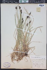 Carex scopulorum image