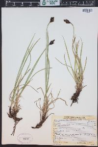 Carex scopulorum image