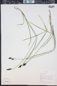 Carex scopulorum image