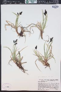 Carex scopulorum image