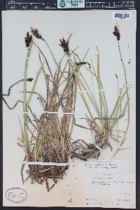 Carex scopulorum image