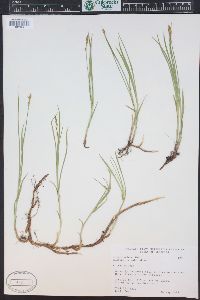 Carex simulata image