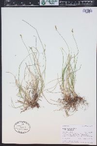 Carex vallicola image