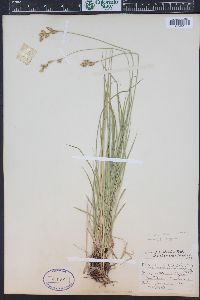 Carex praticola image