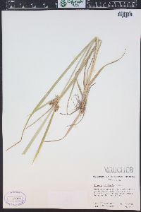 Cyperus bipartitus image