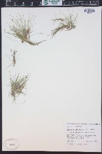 Eleocharis parvula image