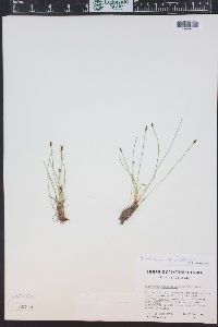 Eleocharis quinqueflora image