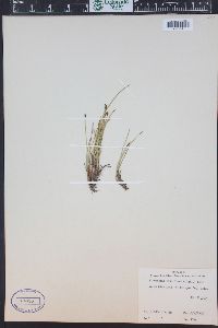 Eleocharis quinqueflora image