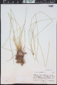 Eleocharis rostellata image