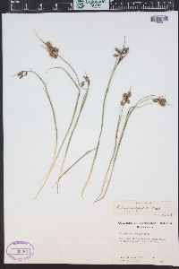 Eriophorum gracile image