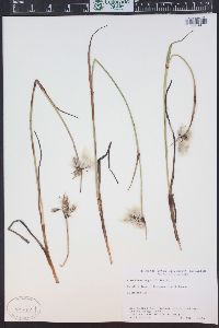 Eriophorum angustifolium image