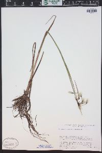 Eriophorum angustifolium image