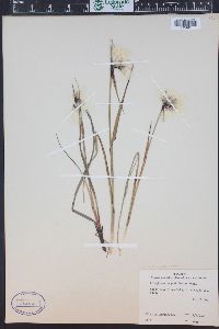 Eriophorum angustifolium image