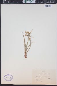 Eriophorum angustifolium image