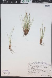 Kobresia myosuroides image